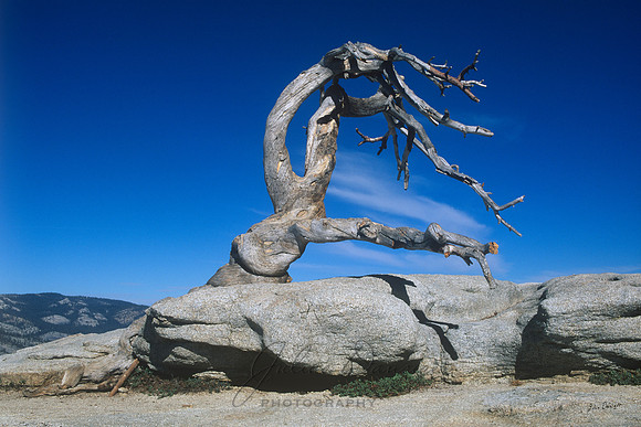 The drooping tree