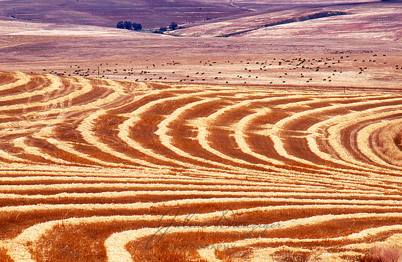 Wheat on ground