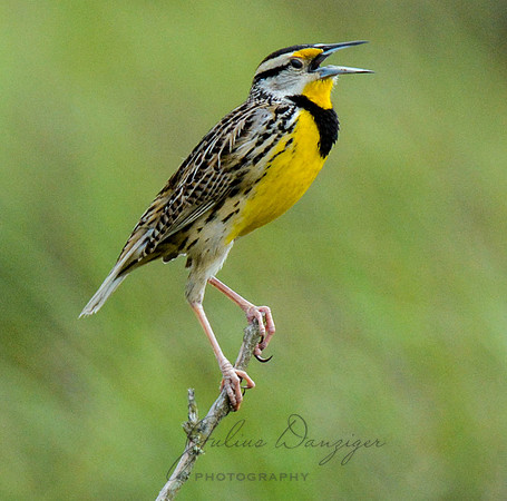 Eastern Meadowlark