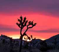 Joshua tree National Park