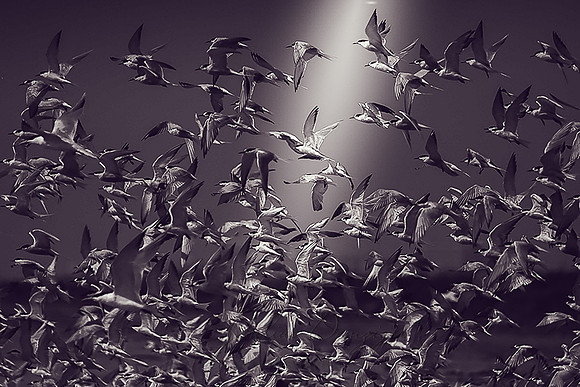 Terns and gulls in flight