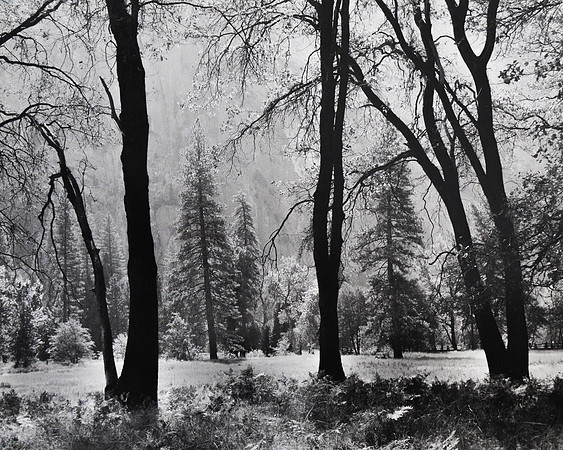Trees in the fall