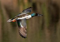 flying duckpg
