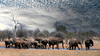 elephants