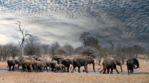 elephants