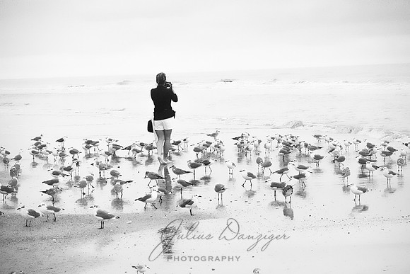 The seabird whisperer