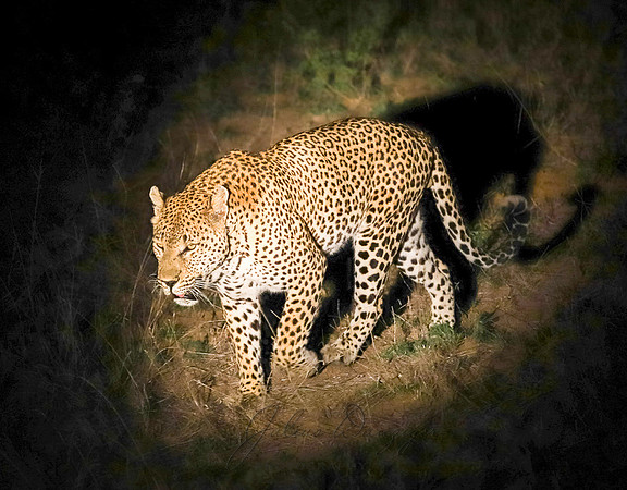 Leopard on the prowl
