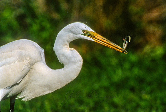 White Egret