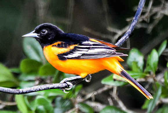 Black headed Grosbeek