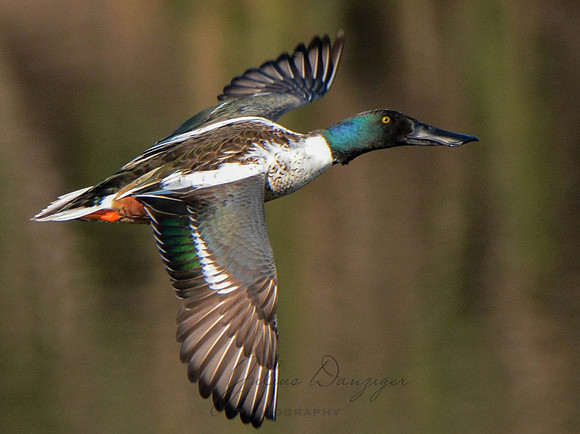 The beauty of flight