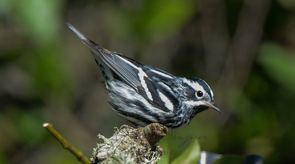 Black and white warbler