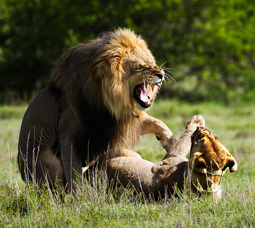 lion 2
