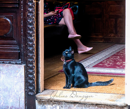 Beware the blac k cat