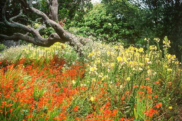 Spring flowers