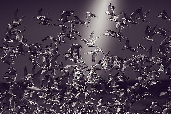 Terns At Night-