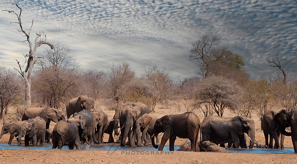 ELEPHANTS. in colorjpg