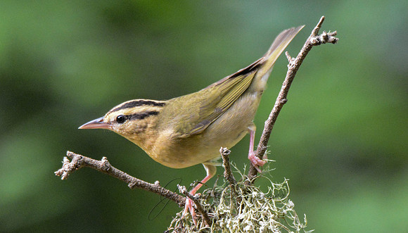 Worm eating Warbler